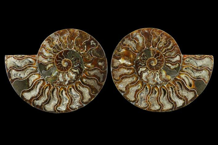 Sliced Ammonite Fossil - Crystal Lined Chambers #115308